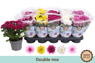 Potted Flowers Chrys Ind. Splash, Cpecial 12.25