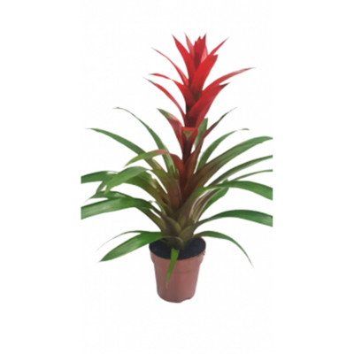 Potted flowers Guzm Gemengd 12.45 30005598 Veletex